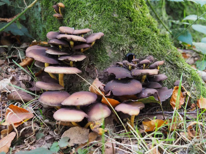 Vagevuurbos en Lippensgoed-Bulskampveld (België)